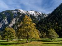 Herbstliche Ahornbäume vor dem Bärenwandkopf